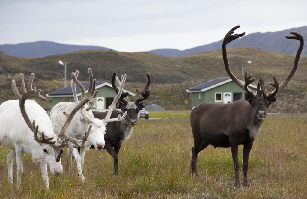 Nordkapp Camping Honningsvåg Værelse billede