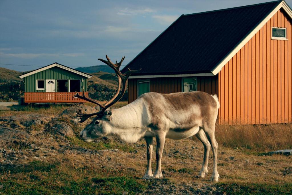 Nordkapp Camping Honningsvåg Eksteriør billede