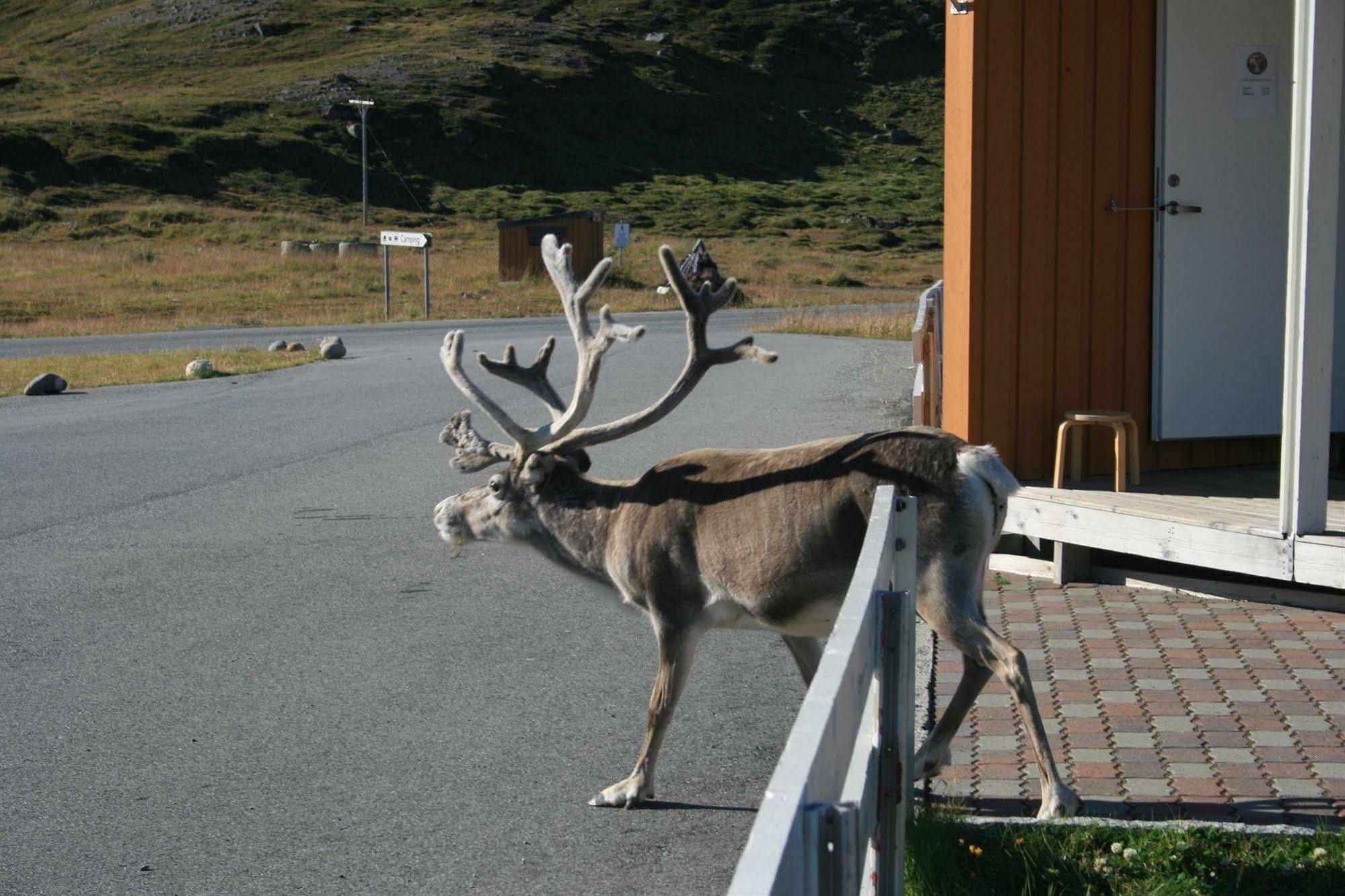 Nordkapp Camping Honningsvåg Eksteriør billede